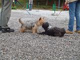 RENCONTRE ENTRE CHIENS 168